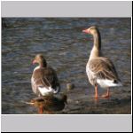 Anser anser - Graugans 01 OS-Rubbenbruchsee.jpg